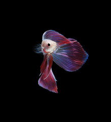 A betta fish is a small, freshwater fish that is brightly colored
has long fins and sometimes called a Siamese fighting fish.
This is one of kind betta fish called Unicorn Veil Tail betta Fish.