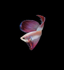 A betta fish is a small, freshwater fish that is brightly colored
has long fins and sometimes called a Siamese fighting fish.
This is one of kind betta fish called Unicorn Veil Tail Betta Fish.