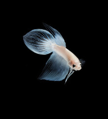 A betta fish is a small, freshwater fish that is brightly colored
has long fins and sometimes called a Siamese fighting fish.
This is one of kind betta fish called Snow White Veil Tail Betta Fish.