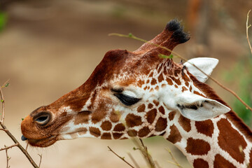 Giraffe head on the side