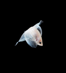 A betta fish is a small, freshwater fish that is brightly colored
has long fins and sometimes called a Siamese fighting fish.
This is one of kind betta fish called Snow White Veil Tail Betta Fish.