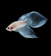 A betta fish is a small, freshwater fish that is brightly colored
has long fins and sometimes...