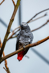 Bird on the branch