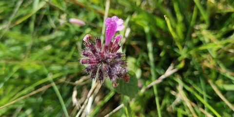 flowers in the garden