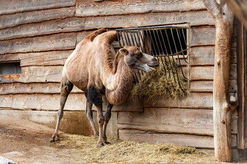 Camel eating in front of a house