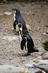 Two penguins chilling on the beach