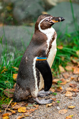 Penguin in Zurich Zoo