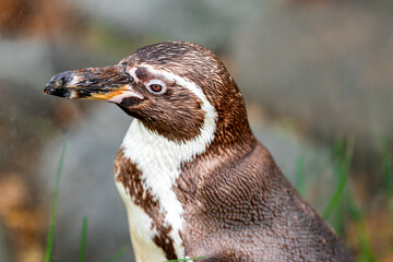 Penguin head turned on side
