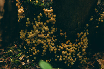 Wild mushroom in the forest, natural food, summer harvest. Wallpaper, natural background, beautiful photo with soft focus and tinting.