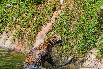 Fototapeta na wymiar A leopard is rising from the pond.