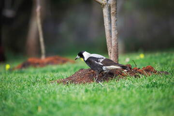 Australian magpie bird eating from soil in a local garden in Adelaide, South Australia, during spring time