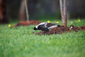 Australian magpie bird eating from soil in a local garden in Adelaide, South Australia, during spring time