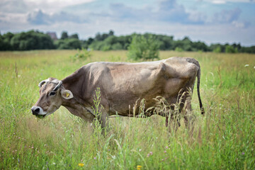 Naklejka na ściany i meble a thin cow with a tag and a chain grazing in the field and looking for food. Front view