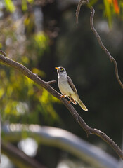 Australian native noisy miner bird perched on a tree branch backlit from the sun, in Adelaide, South Australia