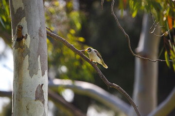 Australian native noisy miner bird perched on a tree branch backlit from the sun, in Adelaide, South Australia