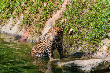 A leopard is rising from the pond.