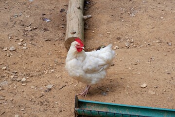 white hen in the poultry yard in wil animal park in Hungary