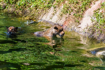Two leopards are playing in the pond.