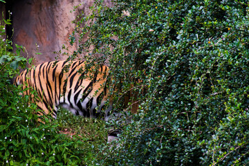 the back of a tiger standing behind a bush