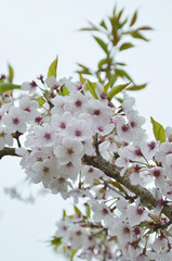 Beautiful cherry blossom at Alishan, Taiwan during spring time.