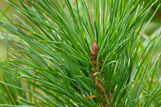 the green top of the siberian pine tree