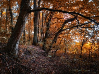 Obraz premium Fairy autumn forest in the morning, a magical place, yellow and orange leaves on the trees. Autumn colors in the park. 