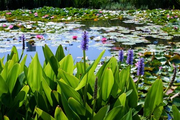 beautiful sunny green pond view with water lilis and purple flowers in summer in the Bikas park in...