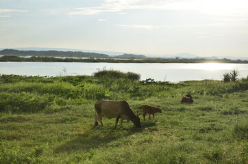 Fototapeta na wymiar cow and calf eating grass