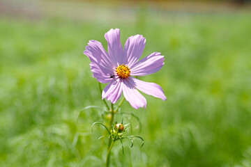 Obraz premium 秋桜