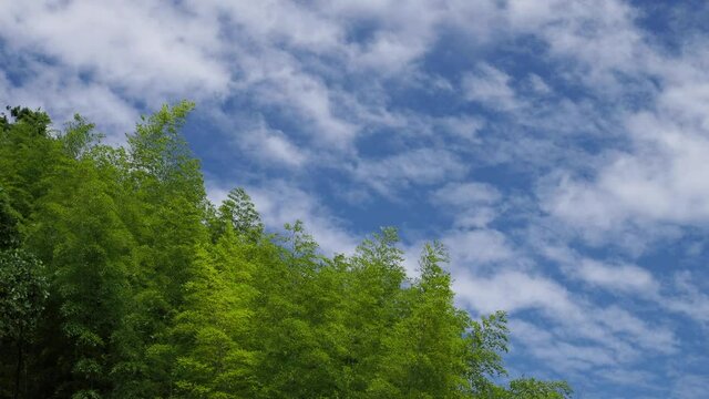 風に揺れる竹の笹と青空の風景