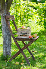 Healthy red apples in garden. Summer fruit from garden