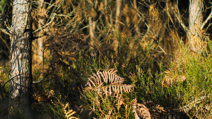 Broussailles dans la for&ecirc;t des Landes de Gascogne.  La for&ecirc;t est baign&eacute;e d'une lumi&egrave;re mordor&eacute;e, pendant le coucher du soleil