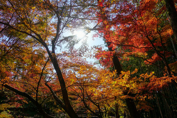 Japanese Shrine, Kitano-temmangū in Kyoto, autumn season.