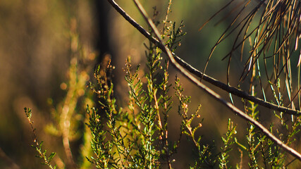 Broussailles dans la forêt des Landes de Gascogne.  La forêt est baignée d'une lumière...