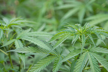 Fresh green cannabis plant. Growing organic cannabis herb on the farm outdoor. Close-up young hemp....