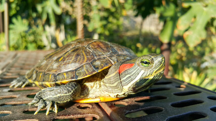 A red-eared turtle. A reptile and an aquatic animal.