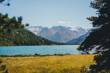 Landscape on a mountain lake. In the foreground, yellow vegetation. In the background snow-capped mountains. 