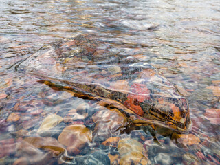 Translucent angular clean piece of ice in running water with colorful stones underneath in winter, rigidity, stillness and emotionless concepts