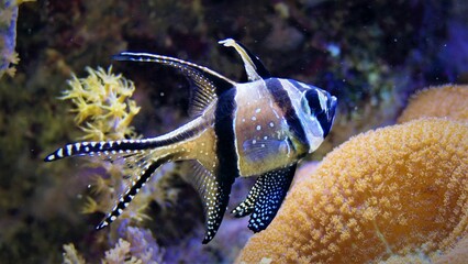fish in aquarium