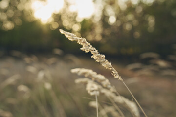 field grass plants fresh air summer