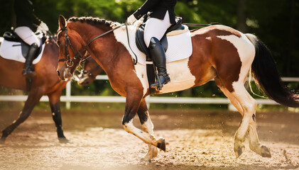 A beautiful piebald horse with a rider in the saddle and with a braided mane quickly gallops through the arena past another horse on a sunny summer day. Equestrian sports. Horse riding.