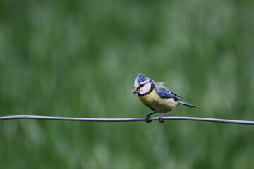 Blaumeise