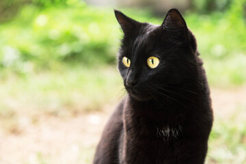 Naklejka na ściany i meble Beautiful bombay black cat portrait in profile with yellow eyes on green nature bokeh background close up, copy space