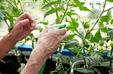 Old man gardening in home greenhouse. Men's hands hold spray bottle and watering the tomato plant