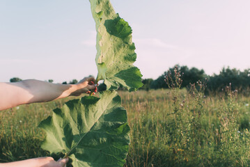 Green burdock leaf (Arctium) in hand against the background of the field on which it grows