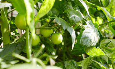 Tomato grows in a greenhouse. Growing fresh vegetables in a greenhouse
