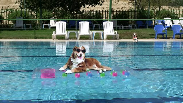 Funny dog laying on a pool mattress and enjoying the sun