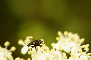 A small dragonfly collects pollen from white flowers. Insects in nature.