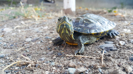 A red-eared turtle. A reptile and an aquatic animal.
