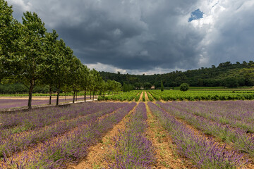 lavender field in region